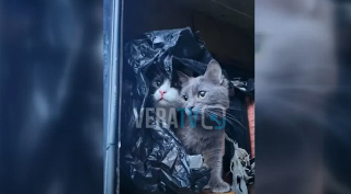 Animali rinchiusi in camper a Casabanca, proprietario denunciato